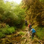foret-magique