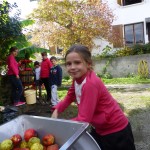 Les pommes récoltées au verger, aussitot pressées